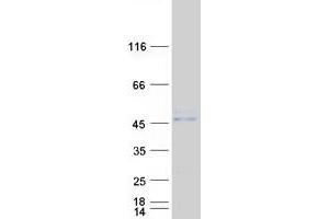 Validation with Western Blot