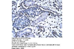 Human kidney (FOXG1 抗体  (N-Term))