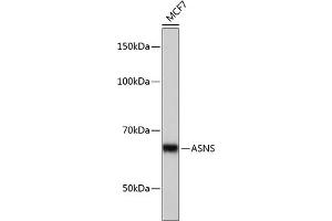 Western blot analysis of extracts of MCF7 cells, using ASNS Rabbit mAb (ABIN7265692) at 1:1000 dilution. (Asparagine Synthetase 抗体)