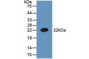 Detection of Recombinant BMP3, Rat using Polyclonal Antibody to Bone Morphogenetic Protein 3 (BMP3) (BMP3 抗体  (AA 312-467))