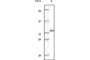 Western Blotting (WB) image for anti-Glutathione S-Transferase pi 1 (GSTP1) (truncated) antibody (ABIN2464062) (GSTP1 抗体  (truncated))