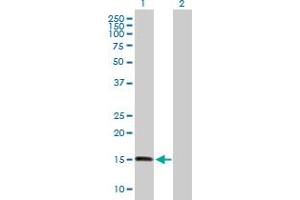 Western Blot analysis of ZNHIT1 expression in transfected 293T cell line by ZNHIT1 MaxPab polyclonal antibody. (ZNHIT1 抗体  (AA 1-154))