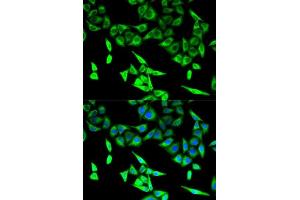 Immunofluorescence (IF) image for anti-Hydroxyacyl-Coenzyme A Dehydrogenase/3-Ketoacyl-Coenzyme A Thiolase/enoyl-Coenzyme A Hydratase (Trifunctional Protein), alpha Subunit (HADHA) (AA 484-763) antibody (ABIN6141586)