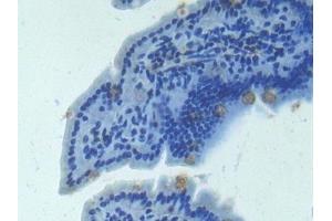 Detection of ANGPT2 in Mouse Intestine Tissue using Polyclonal Antibody to Angiopoietin 2 (ANGPT2) (Angiopoietin 2 抗体  (AA 19-147))