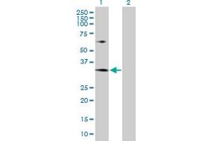 Western Blot analysis of MRTO4 expression in transfected 293T cell line by MRTO4 MaxPab polyclonal antibody. (C1orf33 抗体  (AA 1-239))