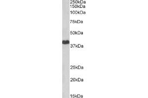 ABIN5539752 (2µg/ml) staining of HeLa lysate (35µg protein in RIPA buffer). (PRKACA 抗体  (Internal Region))