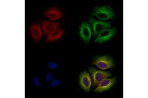 ABIN7094759 and ABIN7098810 staining Hela cells by IF/ICC.