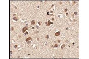 Immunohistochemistry of Slitrk6 in human brain tissue with this product at 2. (SLITRK6 抗体  (C-Term))