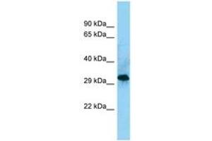 Image no. 1 for anti-CD86 (CD86) (AA 203-252) antibody (ABIN6748175) (CD86 抗体  (AA 203-252))