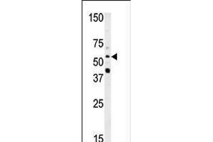 Western blot analysis of anti-NMT2 Pab in HepG2 cell line lysate (35ug/lane) (NMT2 抗体  (N-Term))