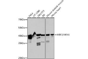 Western blot analysis of extracts of various cell lines, using MEK3/MEK6 Rabbit mAb (ABIN7268643) at 1:1000 dilution. (MAP2K6 抗体)