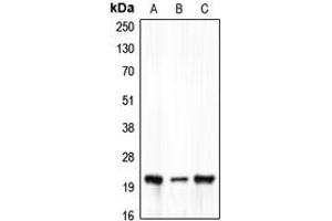 Western blot analysis of Claudin 7 expression in HEK293T (A), Raw264. (Claudin 7 抗体  (C-Term))
