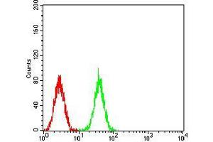 Flow cytometric analysis of K562 cells using CDC37 mouse mAb (green) and negative control (red). (CDC37 抗体  (AA 241-378))