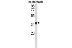 Western blot analysis of KLF6 Antibody (C-term) in mouse stomach tissue lysates (35ug/lane). (KLF6 抗体  (C-Term))