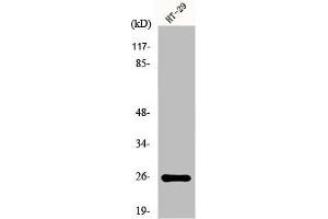 Western Blot analysis of K562 cells using HoxA6 Polyclonal Antibody (HOXA6 抗体  (Internal Region))