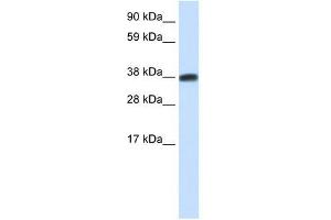 DMRTC2 antibody used at 0. (DMRTC2 抗体  (N-Term))