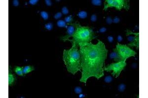 Anti-ERBB2 mouse monoclonal antibody (ABIN2455011) immunofluorescent staining of COS7 cells transiently transfected by pCMV6-ENTRY ERBB2 (RC212583).