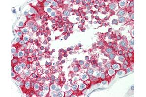 Anti-HEPACAM2 antibody IHC staining of human testis. (HEPACAM2 抗体  (AA 216-265))