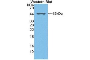 Western Blotting (WB) image for anti-Fibromodulin (FMOD) (AA 19-376) antibody (ABIN1868007) (Fibromodulin 抗体  (AA 19-376))