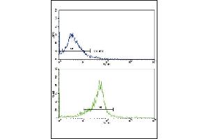 Flow Cytometry (FACS) image for anti-Wingless-Type MMTV Integration Site Family, Member 5B (WNT5B) (AA 153-182) antibody (ABIN652544)