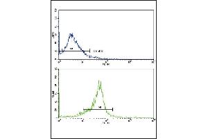 Flow cytometric analysis of widr cells using WNT5B Antibody (Center)(bottom histogram) compared to a negative control cell (top histogram). (WNT5B 抗体  (AA 153-182))