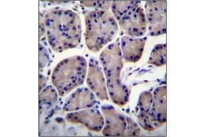 Immunohistochemistry analysis in Formalin Fixed, Paraffin Embedded Human stomach tissue stained with RPL23 Antibody (Center) followed by peroxidase conjugation of the secondary antibody and DAB staining. (RPL23 抗体  (Middle Region))
