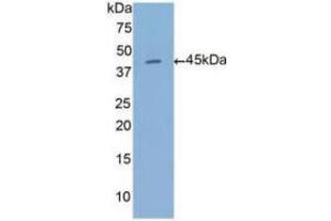 WB of Protein Standard: different control antibodies against Highly purified E. (Annexin a1 ELISA 试剂盒)