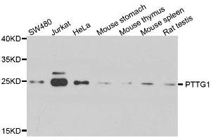 Western blot analysis of extracts of various cell lines, using PTTG1 antibody. (PTTG1 抗体  (AA 1-202))