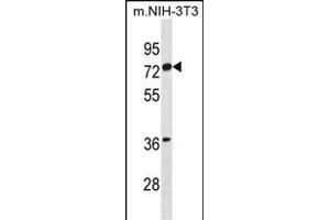 ESR1 isoform1 Antibody (N-term) (ABIN1881320 and ABIN2838745) western blot analysis in mouse NIH-3T3 cell line lysates (35 μg/lane). (Estrogen Receptor alpha 抗体  (N-Term))