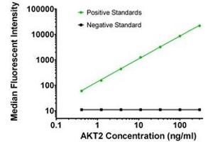 Luminex Assay (LMNX) image for anti-V-Akt Murine Thymoma Viral Oncogene Homolog 2 (AKT2) antibody (ABIN2715855)