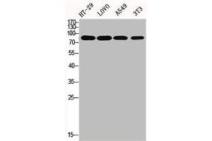 Western Blot analysis of HT29 LOVO A549 NIH-3T3 cells using ENX-2 Polyclonal Antibody (EZH1 抗体  (Internal Region))