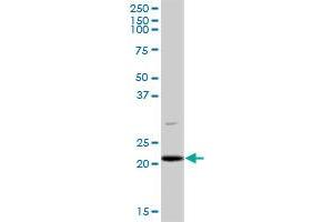PLDN MaxPab polyclonal antibody. (Pallidin 抗体  (AA 1-172))