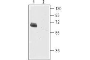 Western Blotting (WB) image for anti-Solute Carrier Family 1 (Glial High Affinity Glutamate Transporter), Member 2 (SLC1A2) (Extracellular) antibody (ABIN7043660)