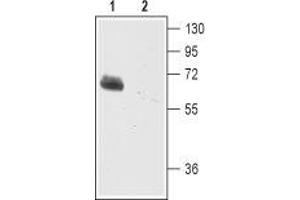 Western blot analysis of mouse brain membranes: - 1. (SLC1A2 抗体  (2nd Extracellular Loop))