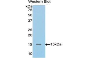 Detection of Recombinant MUC5AC, Mouse using Polyclonal Antibody to Mucin 5 Subtype AC (MUC5AC) (MUC5AC 抗体  (AA 430-549))