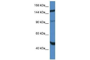 Western Blot showing MYPN antibody used at a concentration of 1. (Myopalladin 抗体  (C-Term))
