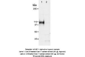 Image no. 2 for anti-Hypoxia Inducible Factor 1, alpha Subunit (Basic Helix-Loop-Helix Transcription Factor) (HIF1A) (AA 530-825) antibody (ABIN363439) (HIF1A 抗体  (AA 530-825))