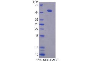 SDS-PAGE analysis of Human PDIA6 Protein. (PDIA6 蛋白)