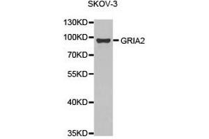 Western Blotting (WB) image for anti-Glutamate Receptor, Ionotropic, AMPA 2 (GRIA2) antibody (ABIN2650919) (GRIA2 抗体)