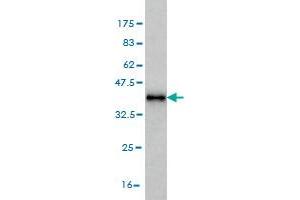 Western Blot detection against Immunogen (37. (MAGOH 抗体  (AA 1-110))