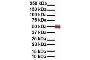 Western Blotting (WB) image for anti-GA Binding Protein Transcription Factor, alpha Subunit 60kDa (GABPA) (N-Term) antibody (ABIN2777222)