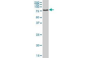 HOOK1 MaxPab polyclonal antibody. (HOOK1 抗体  (AA 1-728))