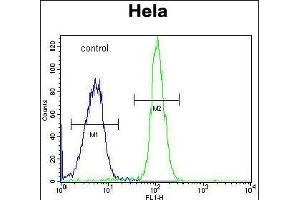 ADPRHL2 Antibody (N-term) (ABIN653678 and ABIN2843006) flow cytometric analysis of Hela cells (right histogram) compared to a negative control cell (left histogram). (ADPRHL2 抗体  (N-Term))