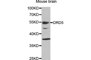 Western blot analysis of extracts of mouse brain, using DRD5 antibody (ABIN5970860) at 1/1000 dilution. (DRD5 抗体)