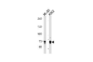ELF4 Antibody (Center) (ABIN391274 and ABIN2841324) western blot analysis in HL-60,K562 cell line lysates (35 μg/lane). (Elf4 抗体  (AA 211-237))