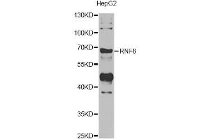 Western blot analysis of extracts of HepG2 cells, using RNF8 antibody (ABIN5974404) at 1/1000 dilution. (RNF8 抗体)