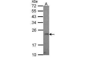 WB Image Sample (30 ug of whole cell lysate) A: Hela 12% SDS PAGE antibody diluted at 1:1000 (GADD45G 抗体  (C-Term))