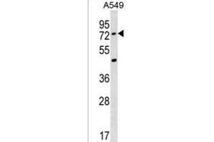 ACSM2A Antibody (N-term) (ABIN1539359 and ABIN2850196) western blot analysis in A549 cell line lysates (35 μg/lane). (ACSM2A 抗体  (N-Term))
