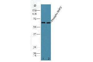 Western Blotting (WB) image for anti-Protein tyrosine Phosphatase, Non-Receptor Type 11 (PTPN11) (pTyr584) antibody (ABIN745838)