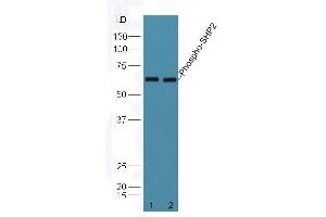 Mouse brain lysates probed with Rabbit Anti-PTPN11 (Tyr584) Polyclonal Antibody (ABIN745838) at 1:300 overnight in 4 °C. (PTPN11 抗体  (pTyr584))